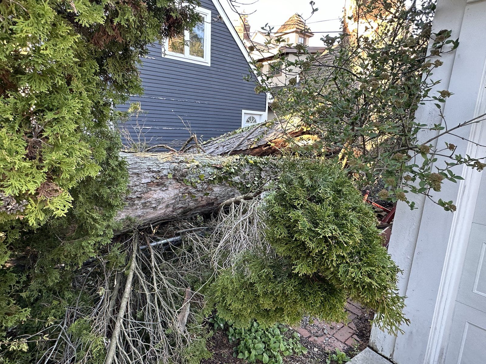 Large fallen tree resting against a lakefront Michigan home before DriForce tree removal and roof repair